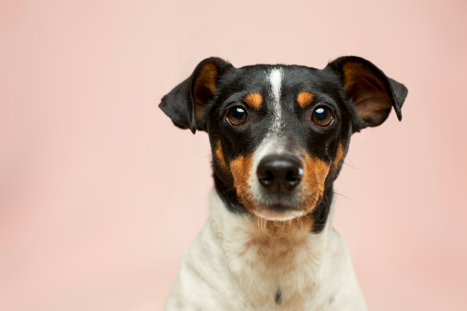 Cão em consulta veterinária, calmo enquanto o tutor conversa com o profissional